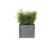 MICA DÉCORATIONS-Pot carré bas Stream coloris anthracite 55x55x46 cm