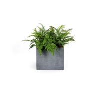 MICA DÉCORATIONS-Pot carré bas Stream S/4 anthracite H.38 cm