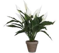 Mica Decorations Spathiphyllum blanc en pot Stan gris d11,5cm - h50xd40cm Blanc G