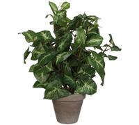 BOTANIC®-Fittonia vert plante artificielle en pot gris H 35 x diamètre 25 cm