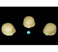 Michel & Greco Coquilles de Noix - Three Shell Game (Vernet)