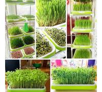 Microgreens Plateau avec feuilles de papier Idéal pour la germination à la maison et la croissance des plantes