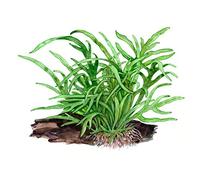 Microsorum pteropus Trident sur racine avec ventouse