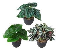 MIGUBIGU Set 3 Pièces Plantes Artificielles Interieur Extérieure 24 x 20 cm, Fausse Plante Interieur avec Pot Noir, Petite Plante Artificielle pour la Décoration des Salles de Bains et des Bureaux
