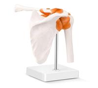 MIIRR Modèle d'articulation de l'épaule, modèle d'étude, structure squelettique, modèle anatomique pour orthopédique, enseignement médical