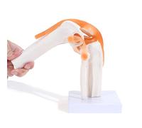 MIIRR Modèle d'articulation du genou anatomique médical avec ligaments, taille réelle 1:1, mouvement squelette pliable, pour études scientifiques