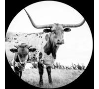 Mike Flanigin - West Texas Blues