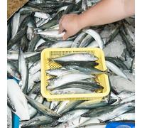 Mike Kitcher - Processed Snippets: Congo Traditional 1952 & 1957