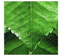 Mike Patton - Patton MIke: Solitude of Prime Masters (digipack) [CD]