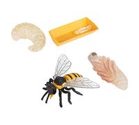 Mikikit Modèle Cycle de Vie Abeille Jeu Éducatif Simulation Insecte pour Garçon Fille Observation