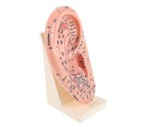 Mikikit Modèle D'oreille 3d de 23 Cm pour Enseignement Acupuncture Auriculaire, Plastique Solide Support, Outil Pédagogique pour Soins des Oreilles et Réflexologie en École de Massage