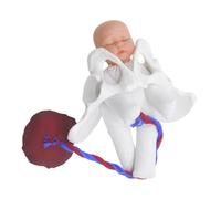 Mikikit Modèle Pelvienne Féminine Compact avec Fœtus Cordon et Placenta Simulation Réaliste de Accouchement pour Formation Médicale et Enseignement
