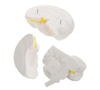 Mikinona Modèle Cerveau Anatomique Détachable avec Base Exposition Structure Détaillée Du Tronc Cérébral et Hémisphères pour Enseignement et Recherche Scientifique