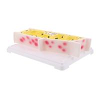 Mikinona Modèle de Cellule Épidermique D’Oignon Pédagogique Grossissement Précis Structure Végétale Détaillée pour Laboratoire et Enseignement de Biologie Outil D’Étude Microscopique