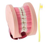 Mikinona Modèle Réaliste pour Garçon Fille Outil Pédagogique Interactif pour Sciences et Maquette de Dents Éducative pour Classes et Expériences Scolaires