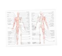 Mikinona Poster Anatomie Humaine Musculaire Peinture Éducative Claire et Pratique Affiche Pédagogique pour Écoles et Centres de Recherche