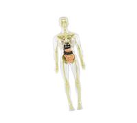 Milageto 19 pièces de modèle de corps humain transparent et détaillé, squelette, jouet, figurine de structure biologique pour l'étude de la physiologie, Style B