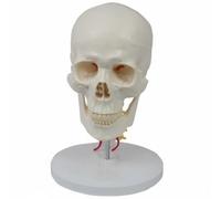 Milageto Aide Anatomique Tête Crâne Modèle Structure Colonne Cervicale Squelette Détachable en PVC pour Étude des Sections et Articulation Adaptée aux Cours