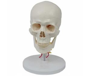 Milageto Aide Anatomique Tête Crâne Modèle Structure Colonne Cervicale Squelette Détachable en PVC pour Étude des Sections et Articulation Adaptée aux Cours