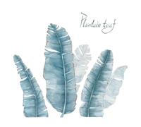 Milageto Autocollant mural feuille de bananier, papier peint tendance et beau, décoration DIY, plantes tropicales, autocollant mural pour chambre à coucher,