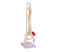 Milageto Réplique Colonne Vertébrale Humaine | Détails Anatomiques Précis, Modèle Colonne Vertébrale en PVC 45 Cm, Pratique, Maqute Rachis Base D'n, Style B