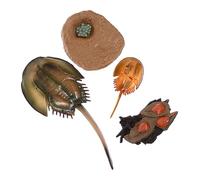 Milisten 1 Ensemble Jouets Éducation Précoce Organismes Marins Jouets de Simulation pour Garçon Fille la Reconnaissance des Animaux Marins Ornements Ludiques et Éducatifs Robuste
