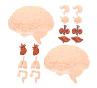 Milisten 2 Ensembles Modèle Humaine Outils Éducatifs Montessori pour Garçon Fille Simulation des Organes Corps Cœur Poumons Foie Estomac Reins pour Enseignement Milieu Scolaire