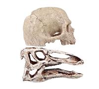 Milisten 2 pièces Décoration Résine Aquarium Caverne Crâne pour Reptiles Tortue Vivarium Durable sans Odeur Ornement Paysager Décoloration pour Aquarium et Terrarium