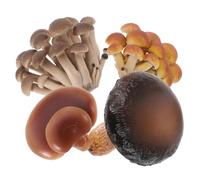 Milisten 4 Pièces Modèles Éducatifs Interactifs de Cycle de Vie des Champignons de Cognitifs pour Apprentissage