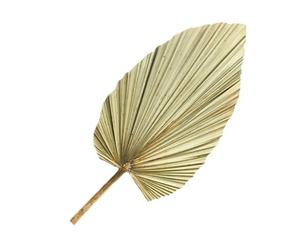 Milisten Feuille de Palmier Séchée Naturelle Décorative Grosse Taille en Matériau Synthétique Solide pour Décoration Murale Mariage et Thème Hawaï