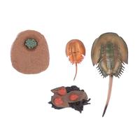 Milisten Figurine Cycle De Vie du Crabe-côté Sauvage Modèle Animaux Marin Décor Educatif Jouet Apprentissage Précoce pour Garçon Fille Garçon Fille