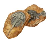 Milisten Lot de 2 Décorations de Terrarium pour Reptiles Décors de Simulation en Fossile de Trilobite Accessoires de Décor pour Animaux de Compagnie pour Lézards et Serpents