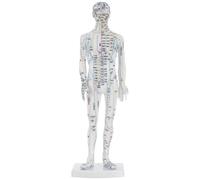 Milisten Modèle Acupuncture Humain Blanc Mannequin de Simulation de Points Acupression et Méridiens pour Formation Médecine Chinoise et Apprentissage Complet