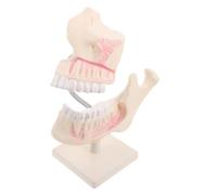 Milisten Modèle de Dents de Démonstration, Modèle de Bouche en Plastique, Structure Dentaire Réaliste, pour Étudiants, Enseignement et Formation en Milieu Scolaire