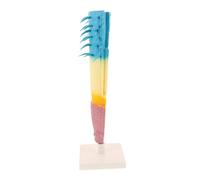 Milisten Modèle de Racinaire de Maïs Maquette Anatomique Longitudinale des Racines Outil Pédagogique Réaliste pour Enseignement Biologie Expériences Scientifiques Scolaires
