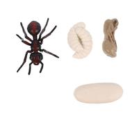 Milisten Modèle De Simulation Fourmi Modèle Évolution Exposition Jouet Éducatif pour Garçon Fille Cycle De Croissance