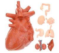 Milisten modèle de simulation humain 8pcs PVC, cerveau, cœur, gastro-intestinal, poumon, foie, rein, outils pédagogiques pour la salle de t étude