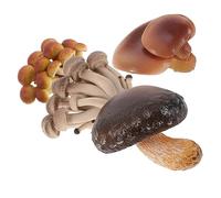 Milisten Modèle Éducatif de de Champignons pour Garçon et Filles Jouets Cognitifs 4 Pièces Simulation de Cycle de Vie Activité Scientifique Jouets Amusants
