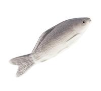 Milisten Poisson Factice Réaliste PU Simulation Interactive Colorée pour Chats Texture Peau Vivante Compact et Facile à Transporter Divertissement pour Animaux à ou Voyage