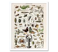 Millot Encyclopedia Arthropods Exoskeletal Animals Art Print Framed Poster Wall Decor 12x16 inch Animaux Affiche mur Déco