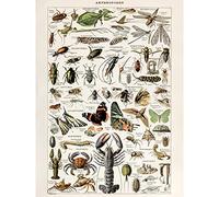 Millot Encyclopedia Arthropods Exoskeletal Animals Unframed Wall Art Print Poster Home Decor Premium Animaux Mur Affiche Accueil Déco