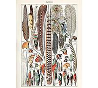 Millot Encyclopedia Page Birds Feathers Plumage Unframed Wall Art Print Poster Home Decor Premium des Oiseaux Mur Affiche Accueil Déco