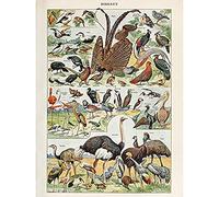 Millot Encyclopedia Page Birds Ostrich Flamingo Unframed Wall Art Print Poster Home Decor Premium des Oiseaux Mur Affiche Accueil Déco