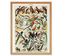 Millot Encyclopedia Page Birds Owls Parrots Art Print Framed Poster Wall Decor 12x16 inch des Oiseaux Perroquet Affiche Mur Déco