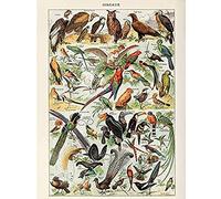 Millot Encyclopedia Page Birds Owls Parrots Unframed Wall Art Print Poster Home Decor Premium des Oiseaux Perroquet Mur Affiche Accueil Déco