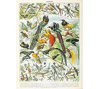 Millot Encyclopedia Page Birds Paradise Unframed Wall Art Print Poster Home Decor Premium des Oiseaux Mur Affiche Accueil Déco