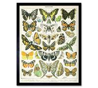 Millot Encyclopedia Page Butterflies Moths Art Print Framed Poster Wall Decor 12x16 inch Affiche mur Déco