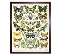 Millot Encyclopedia Page Butterflies Moths Art Print Framed Poster Wall Decor 12x16 inch Affiche Mur Déco