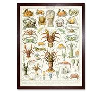 Millot Encyclopedia Page Crustaceans Lobster Art Print Framed Poster Wall Decor 12x16 inch Affiche mur Déco
