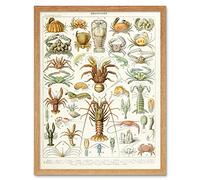 Millot Encyclopedia Page Crustaceans Lobster Art Print Framed Poster Wall Decor 12x16 inch Affiche mur Déco